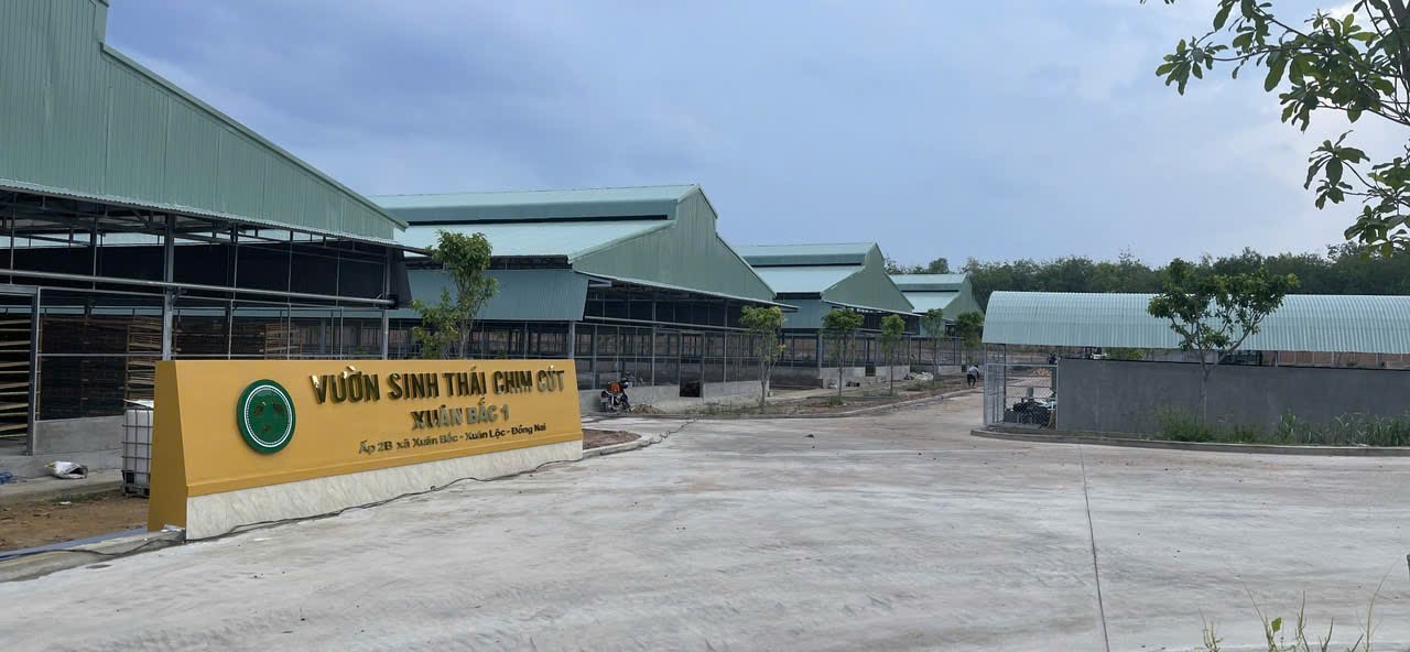 Ảnh: Vườn sinh thái chim cút Xuân Bắc 1
